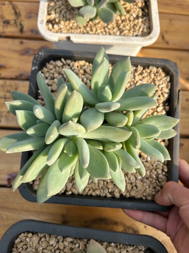 多肉海洋之心（整桩整群无砍）