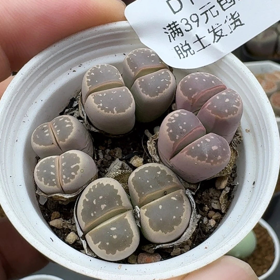188多肉hhhhhh哈哈哈哈