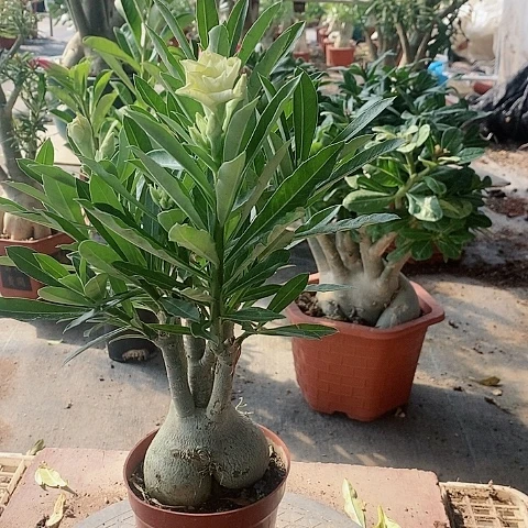 【闪购商品】无花朵B****G