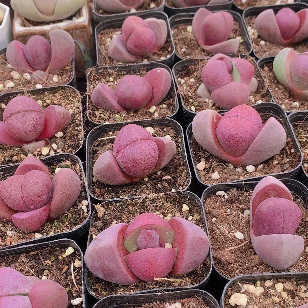 紫元宝2346778899000000