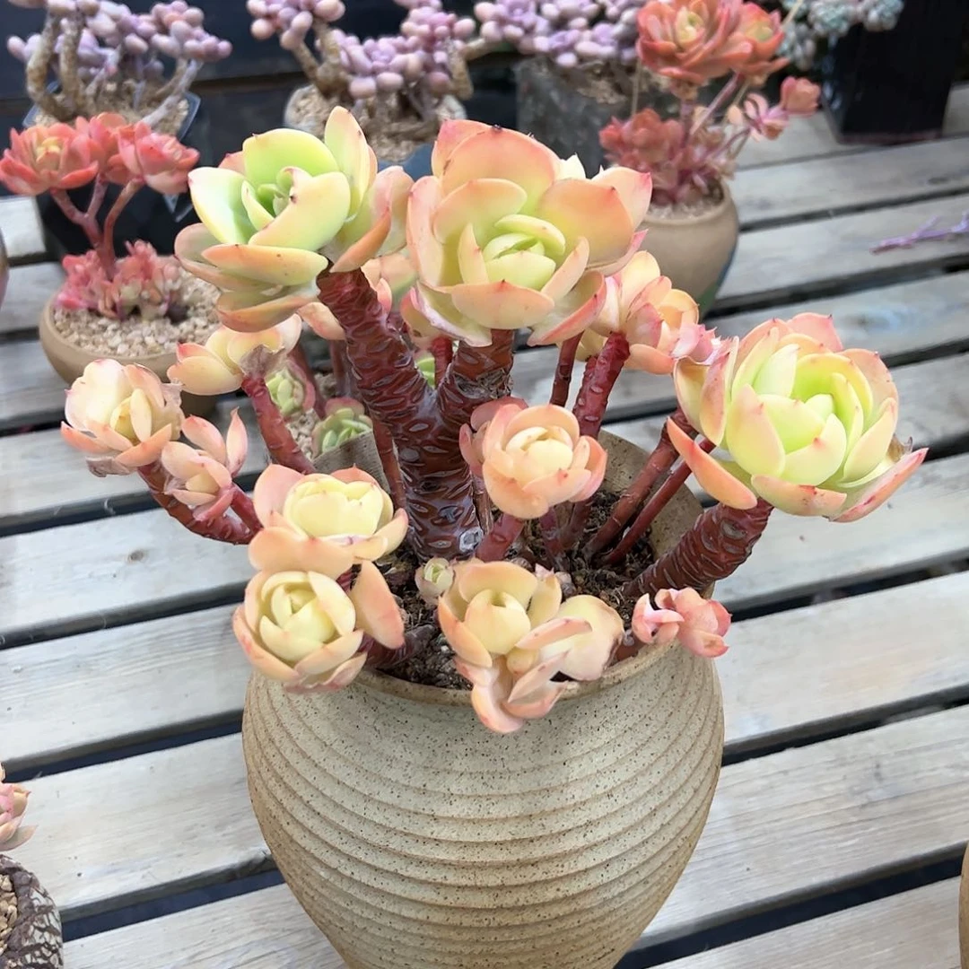 碧桃68零零多肉植物