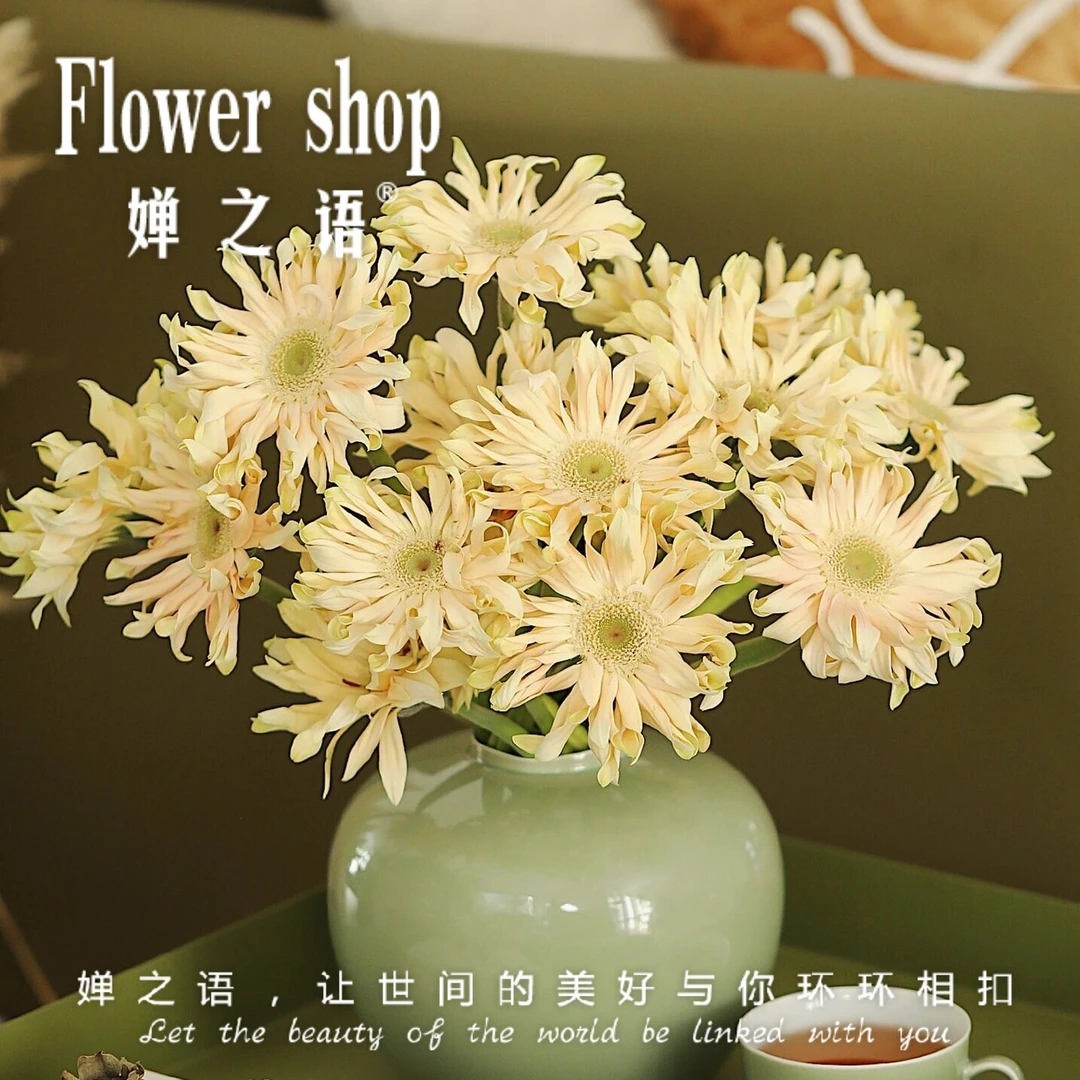 香格里拉扶郎花鲜切花非洲菊石楠花鲜花多头非洲菊鲜花