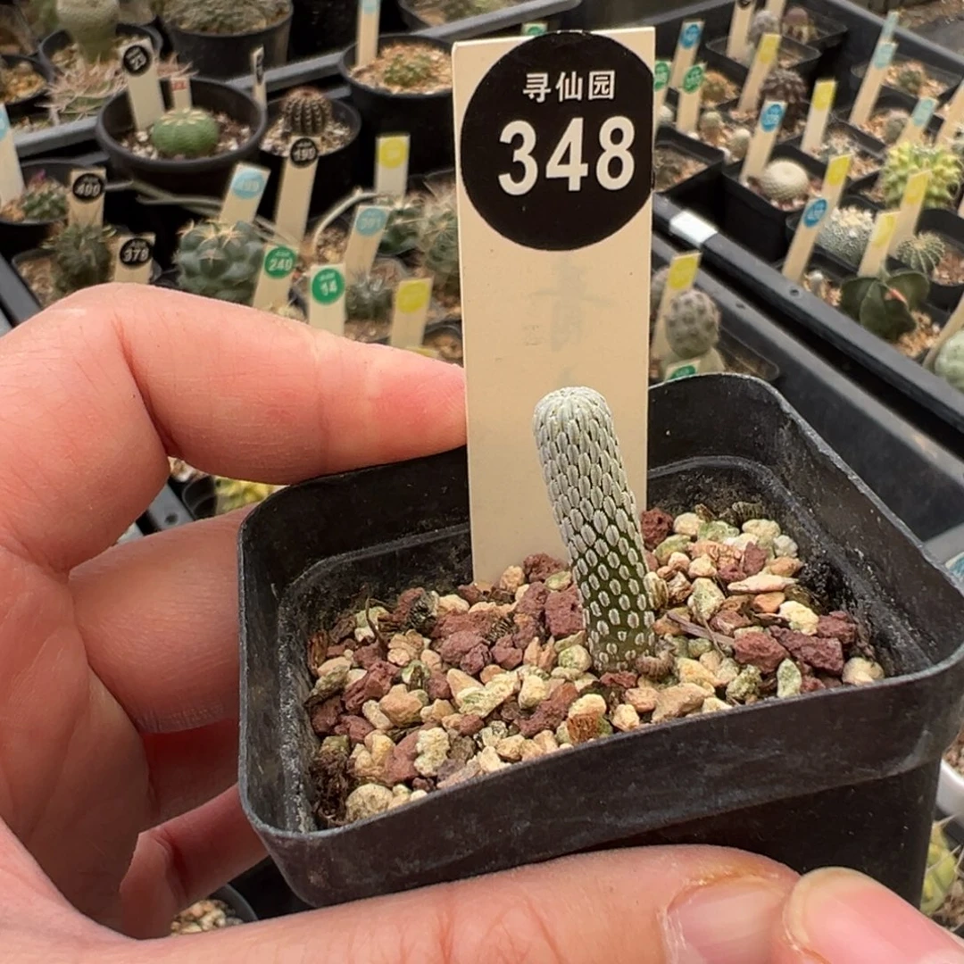 实生精巧丸一棵仙人球36888