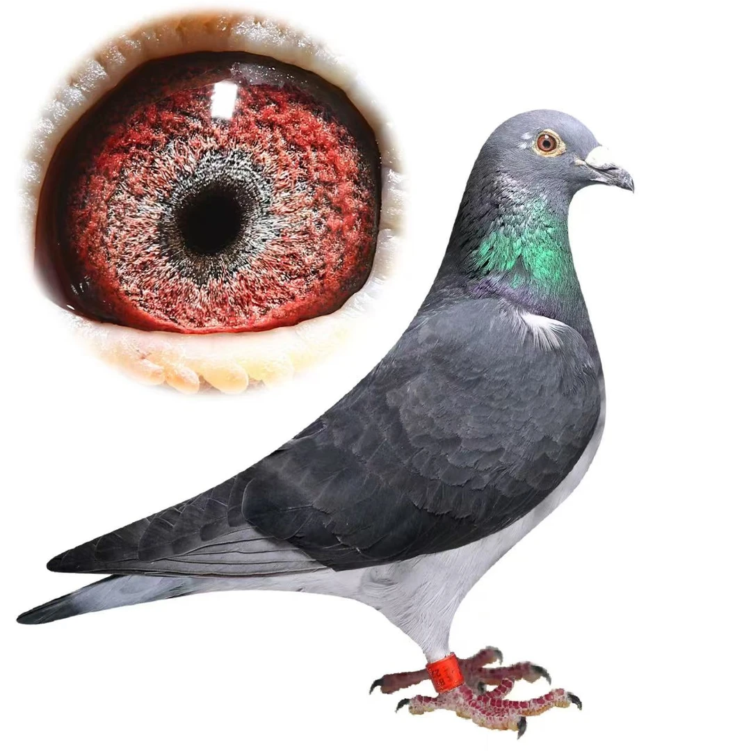 血统鸽信鸽成绩种鸽直播专用