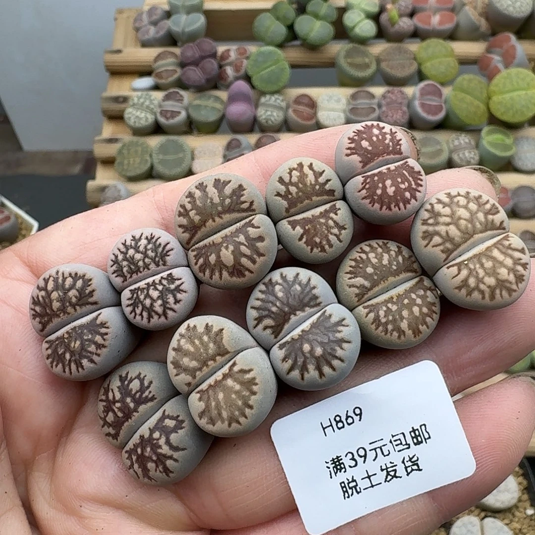 869:多肉菊化石哈哈哈哈哈哈