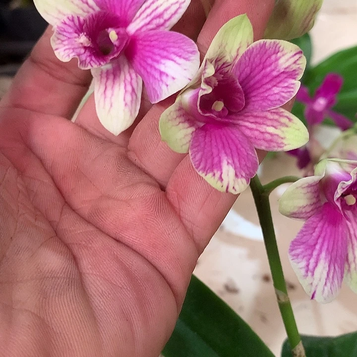 完全开放变色兔莉莉大小2苗裸根发花叶不包陨