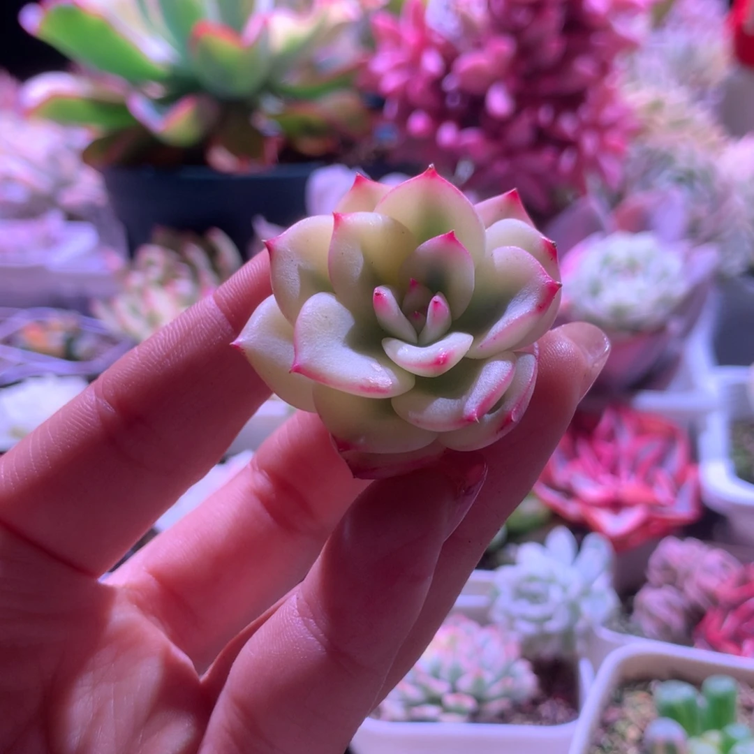 别***娘三文鱼覆轮锦有杆子