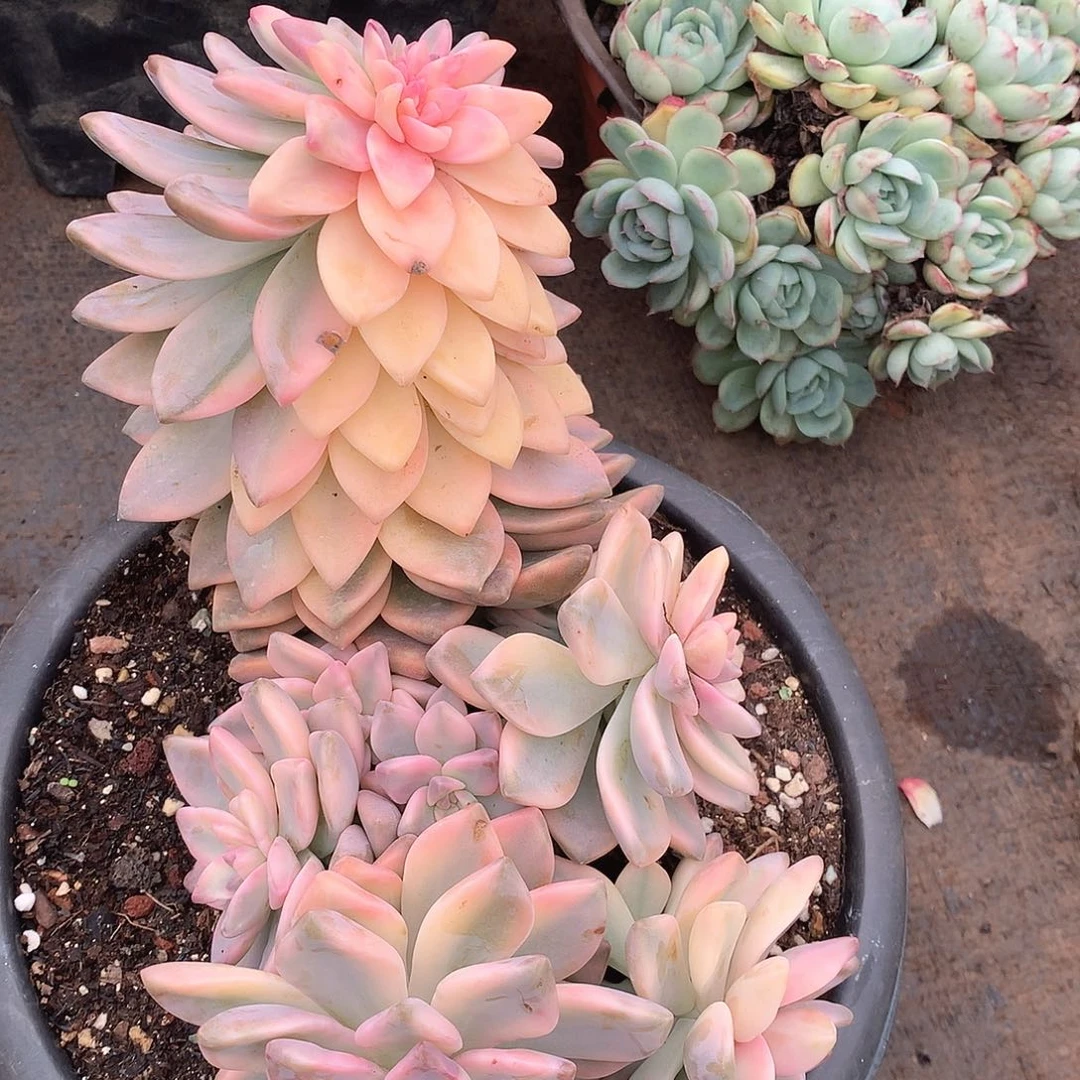 237淡雪锦一物一拍多肉