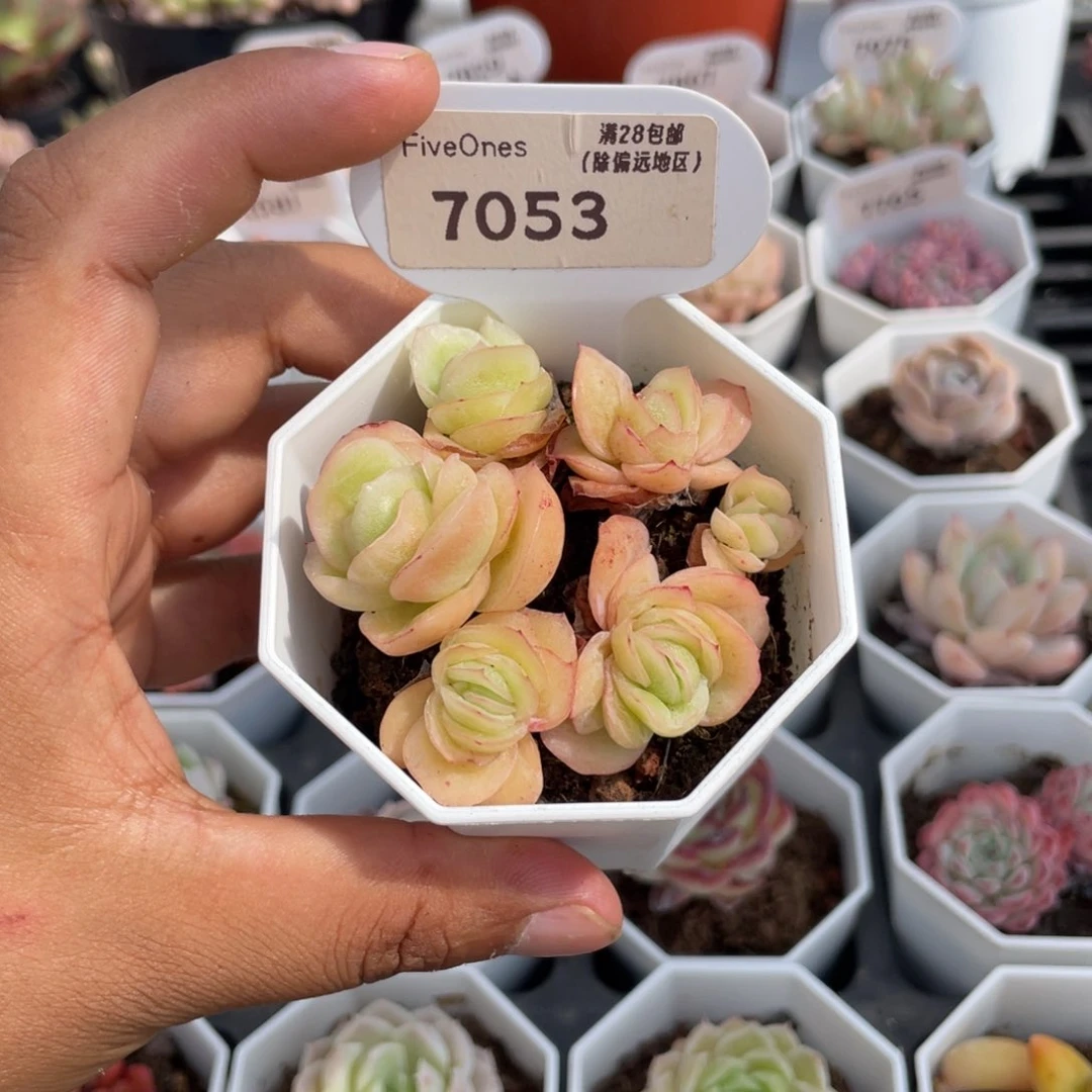 7053冰玫瑰4.5厘米
