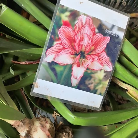 当前无花栽培后可以开花倾城之恋5厘米裸根球3棵