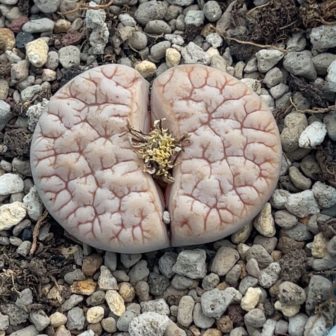 3859凹凸铁189一颗