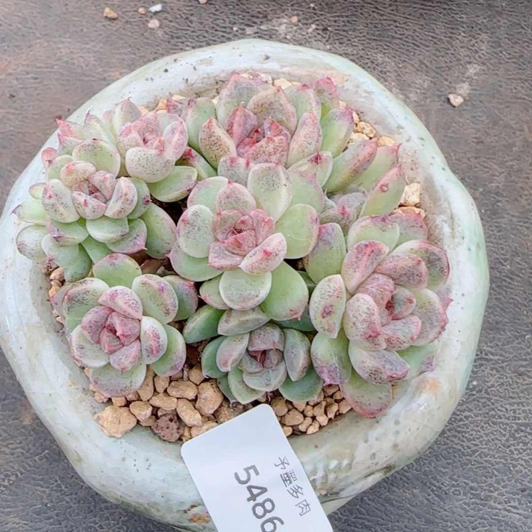 长杆赤水晶，5486多肉植物