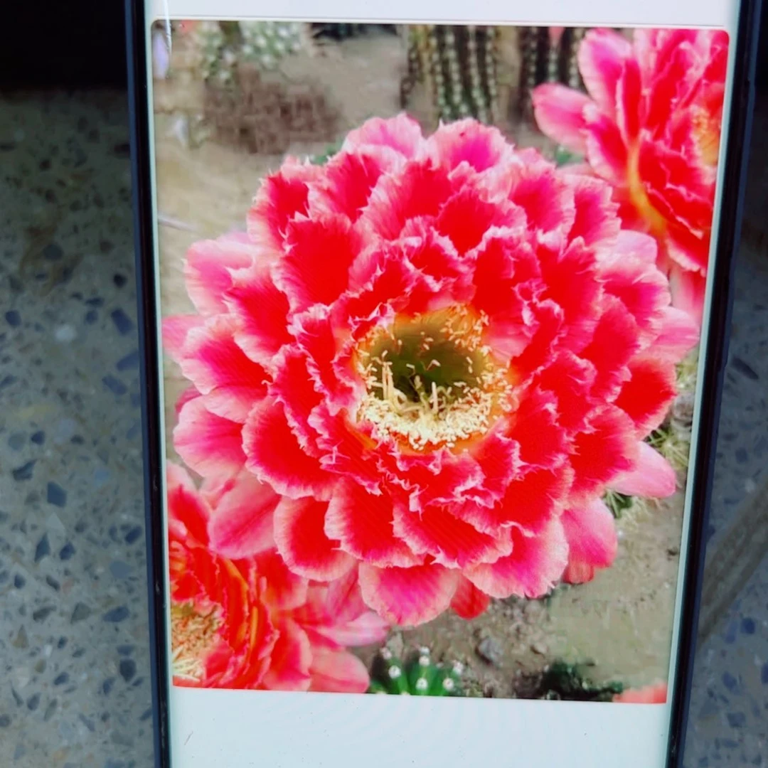 下46毛蒙娜丽莎歪无根侧芽4公分左右20包邮