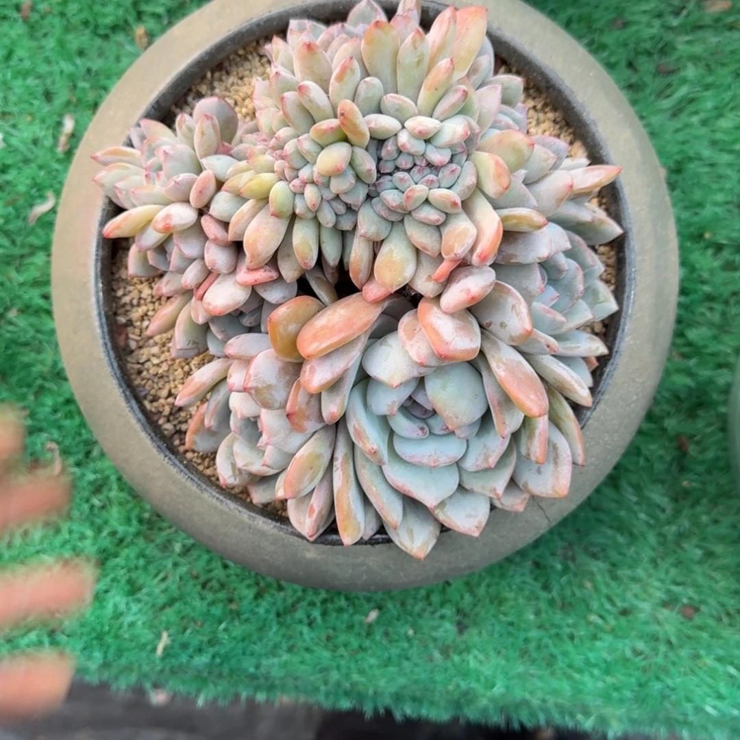 星影缀化无砍多肉