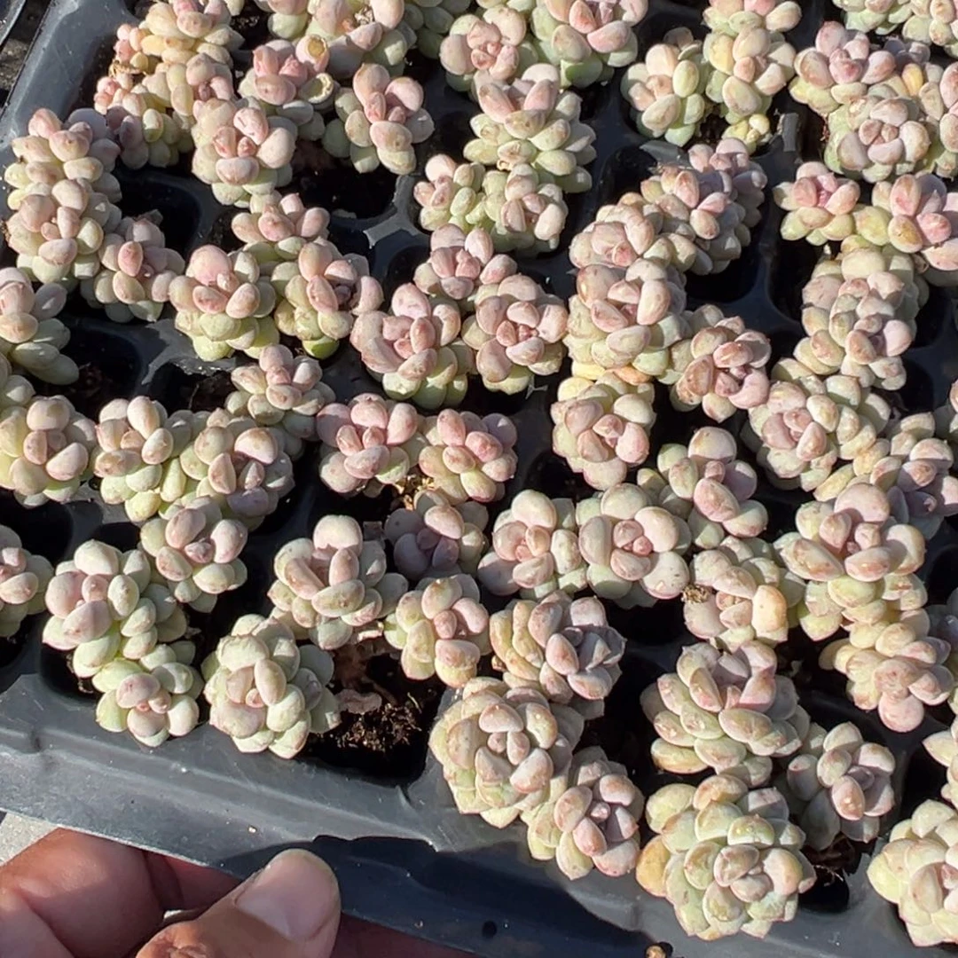 阳光玫瑰3头3cm到手2颗量拍多肉满18元包邮下午发货