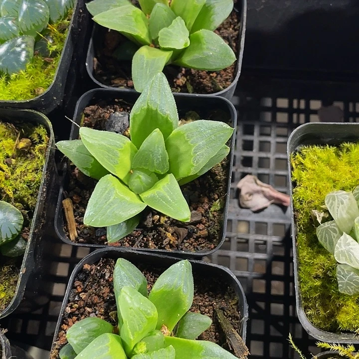 冰城玉露带哦土发