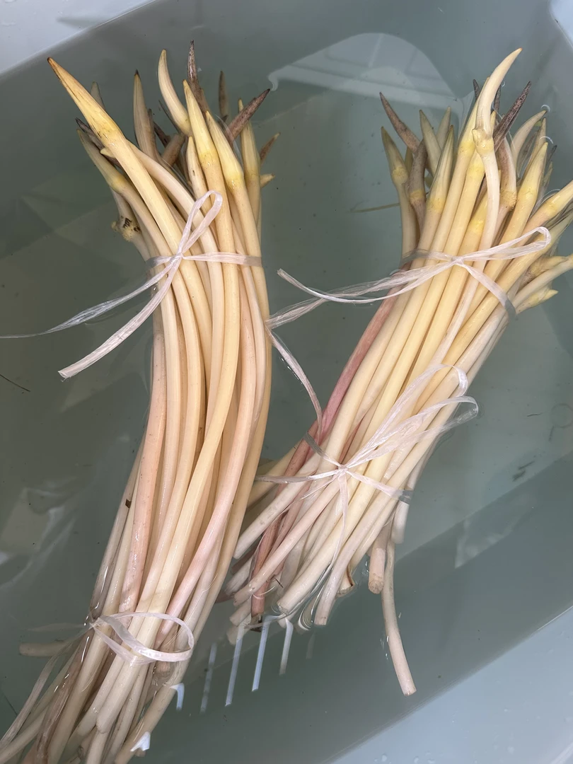 新鲜藕带可煮汤清炒凉拌现摘现发