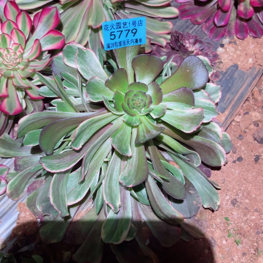 毒药5779多肉植物