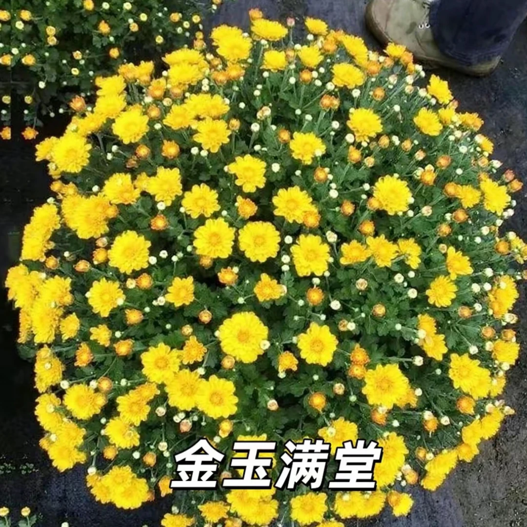 千头菊盆栽带花苞耐热耐寒适合阳台庭院四季开花