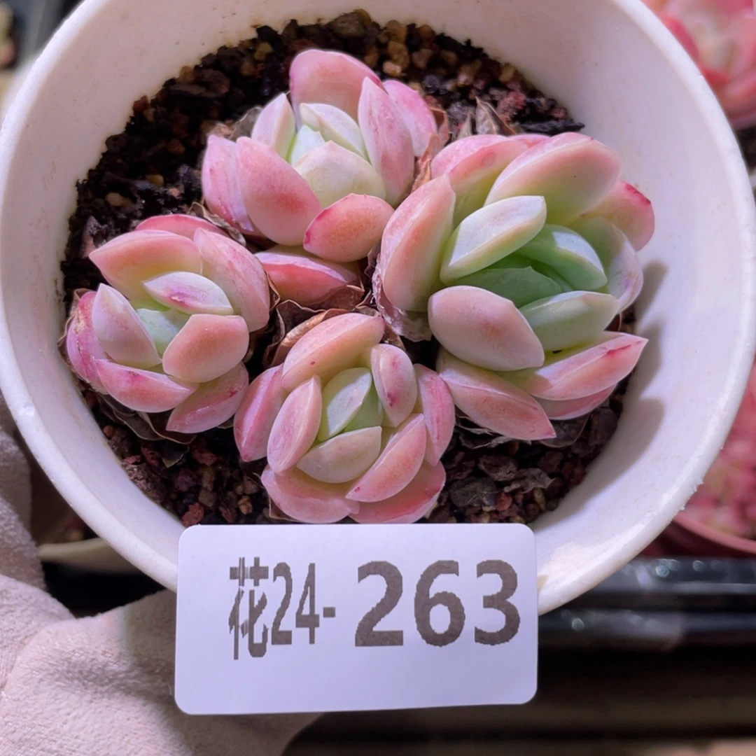 花利美24-263粉妍