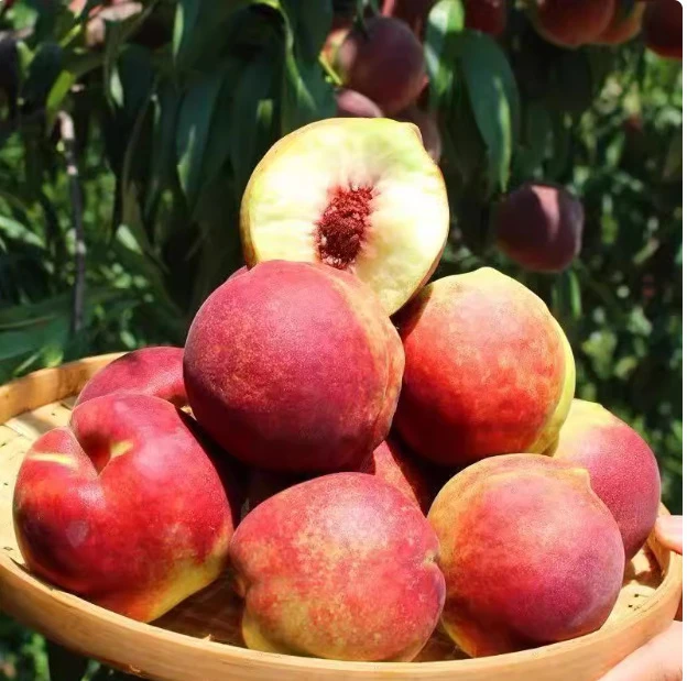 山东青州蜜桃脆桃硬桃新鲜桃子毛桃甜桃青桃硬桃孕妇脆甜水蜜桃