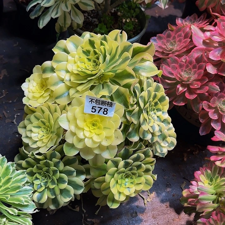 柒****由578多肉法师锦11111