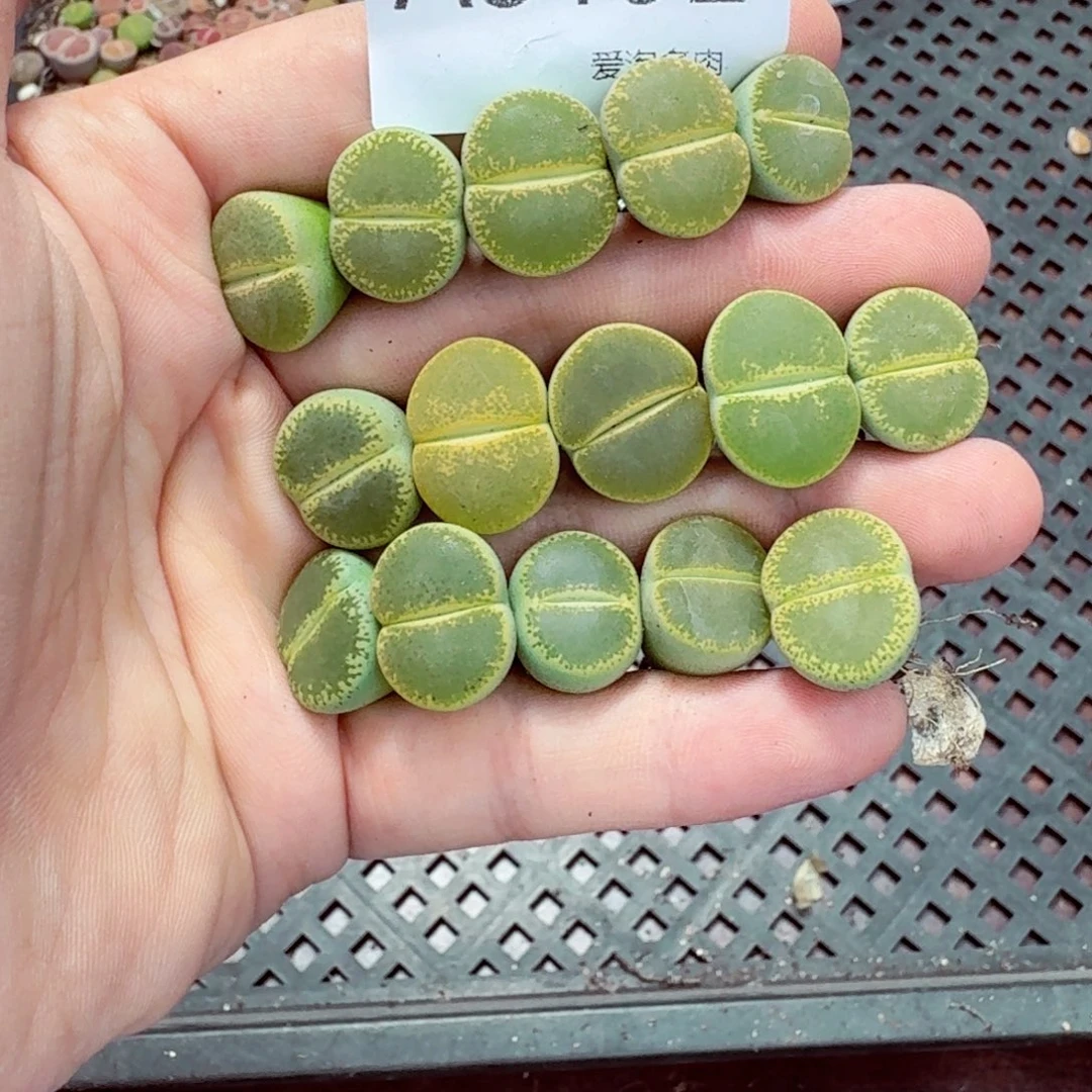 不***生3192—--生石花 肉锥