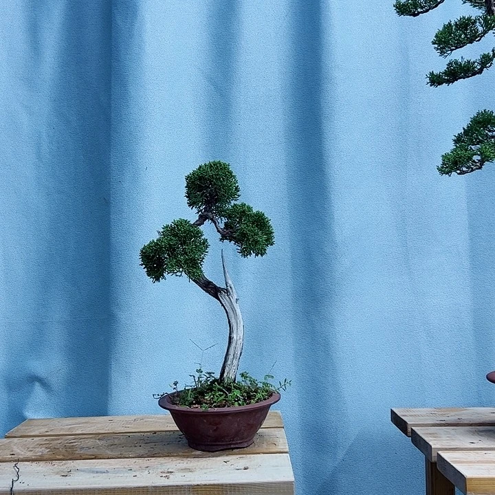 聆***听无花朵山采老桩老盆济州