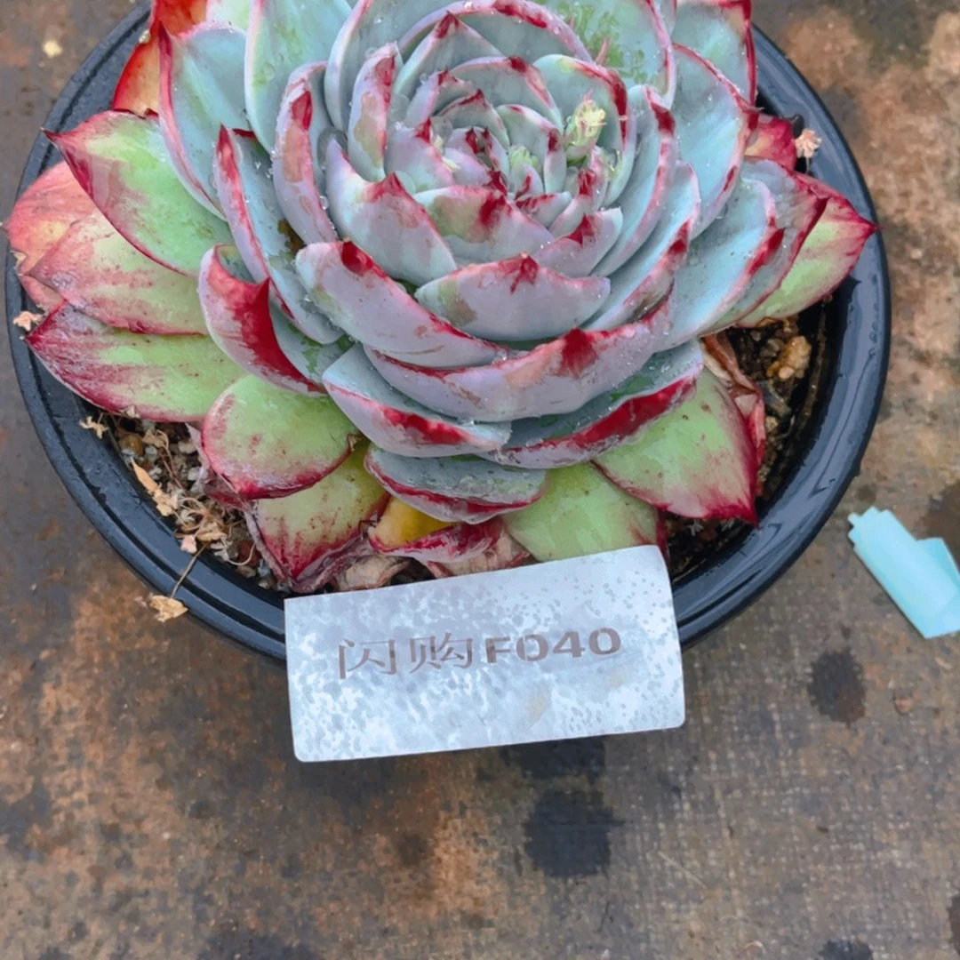 六***?惊鸿Ｆ０４０一颗脱土