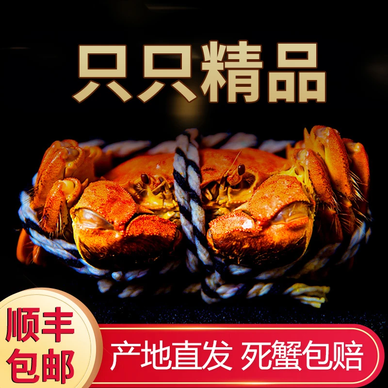 【活蟹】盘锦河蟹公蟹1.7-2.0两 12只 捆扎湖蟹螃蟹六月黄（掉爪）
