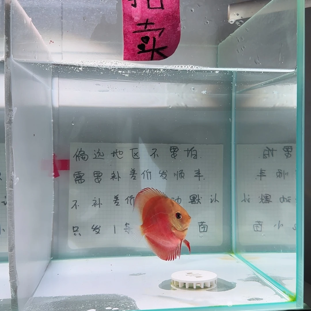 七彩神仙鱼肉身6偏远地区不拍