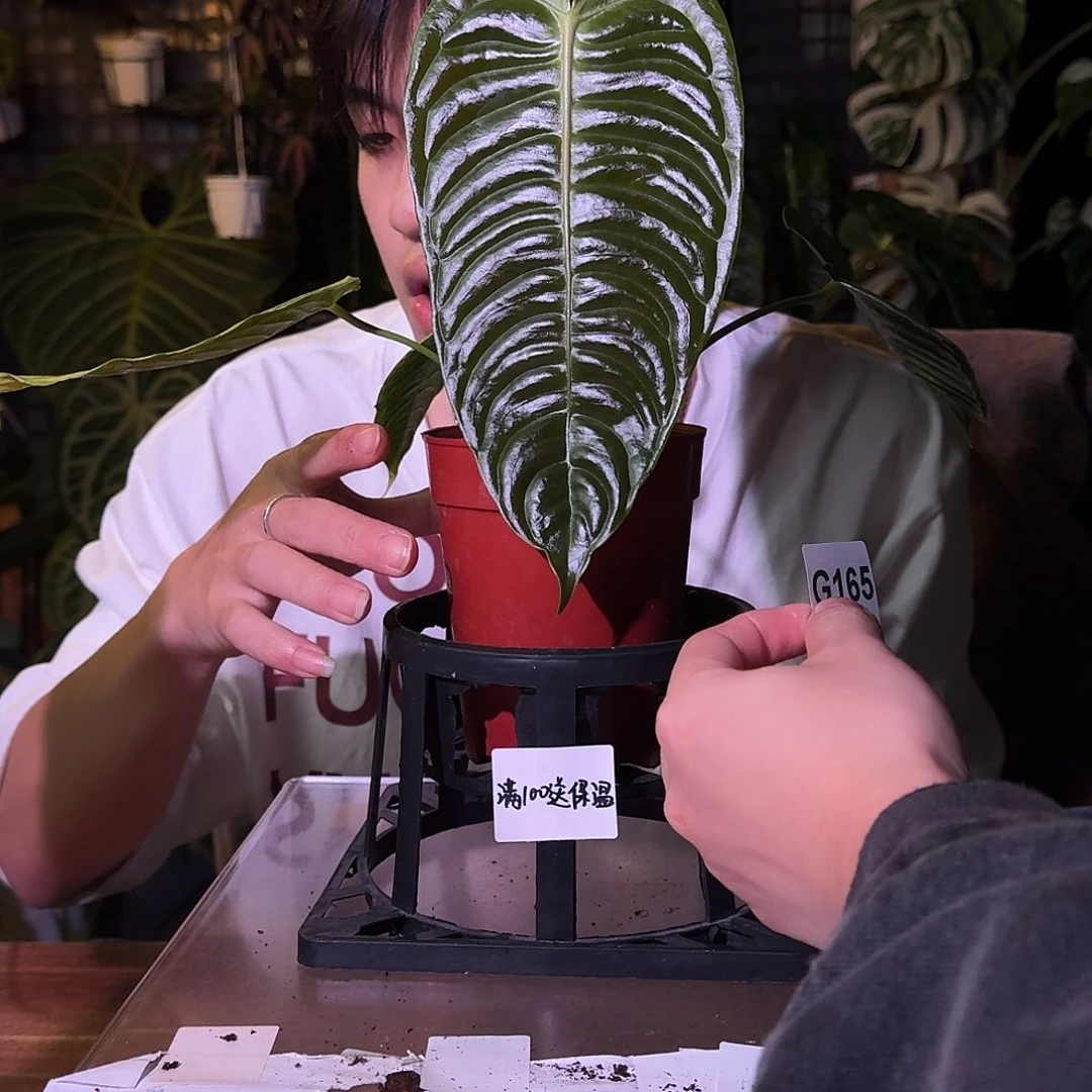 不开花植物G165火鹤王叶损无售后