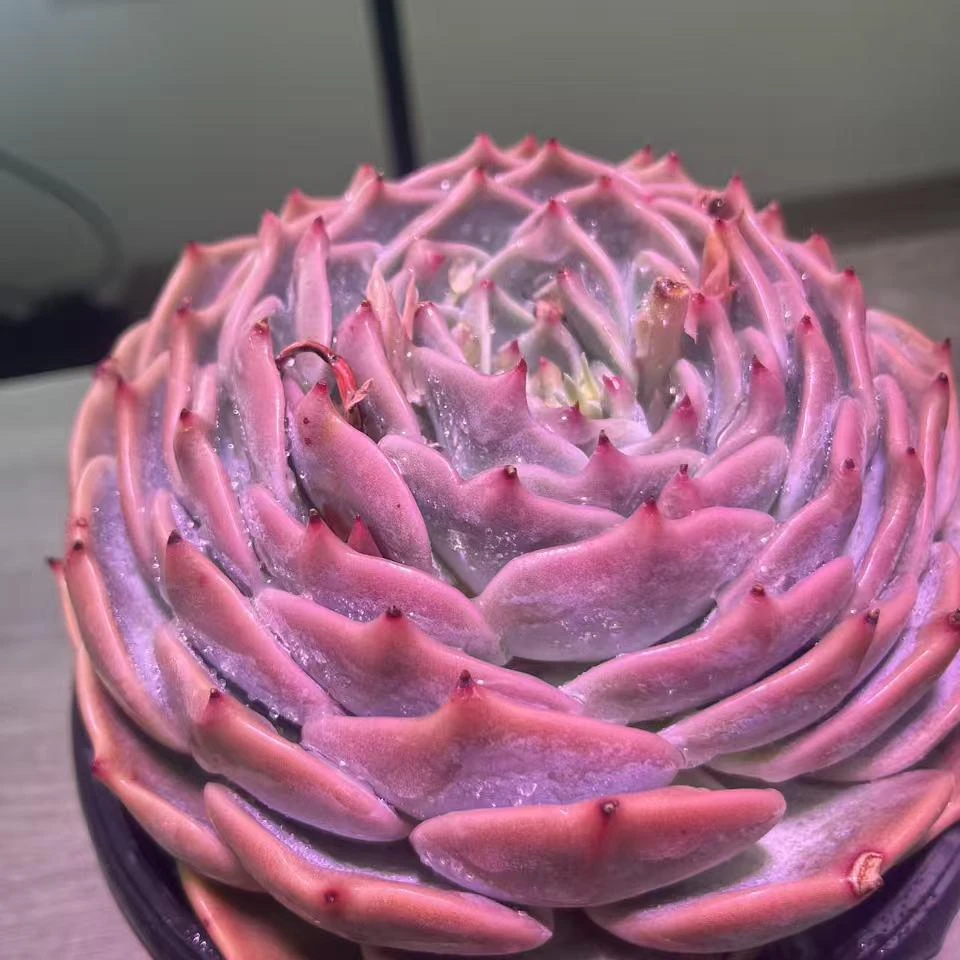精品皮卡丘多肉植物新手好养