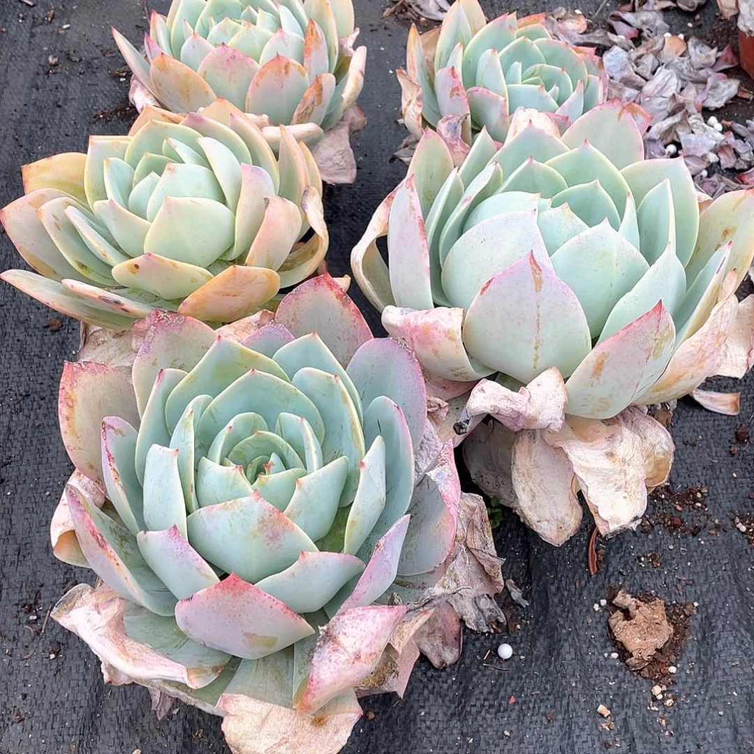 白玉兰9.9米 量拍多肉