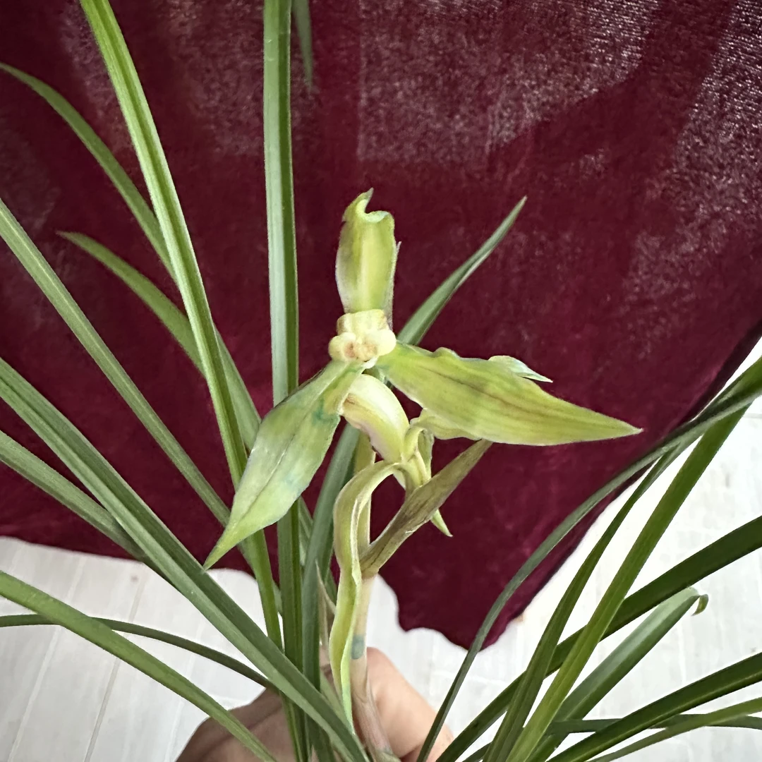 春兰【小天龙】花期12-3月 好养花卉绿植办公室客厅兰花
