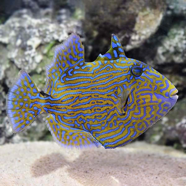 蓝纹炮弹海水观赏鱼