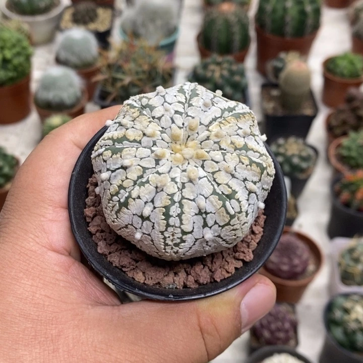 实生浓白兜特价福利2