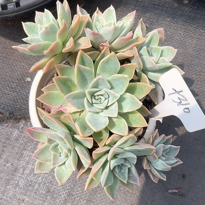 晨语多肉，一物一拍310哈利