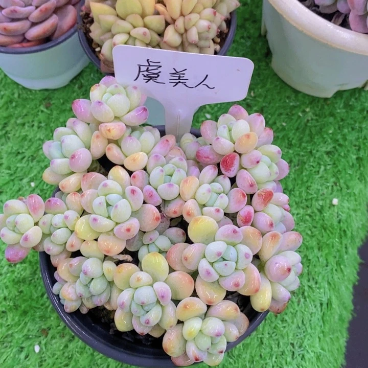 用****干多肉植物，开心多肉