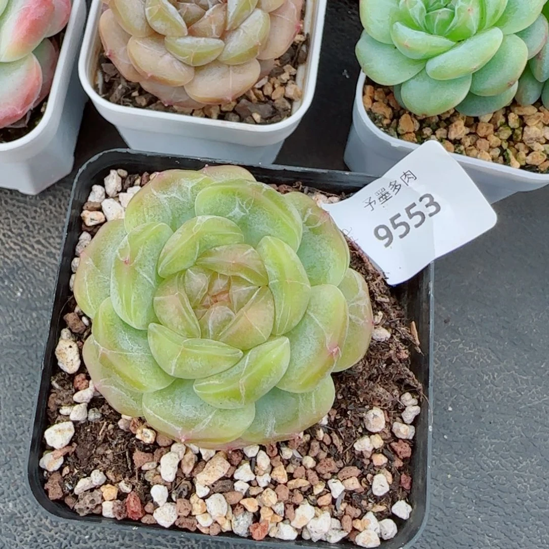 白恋，9553多肉植物