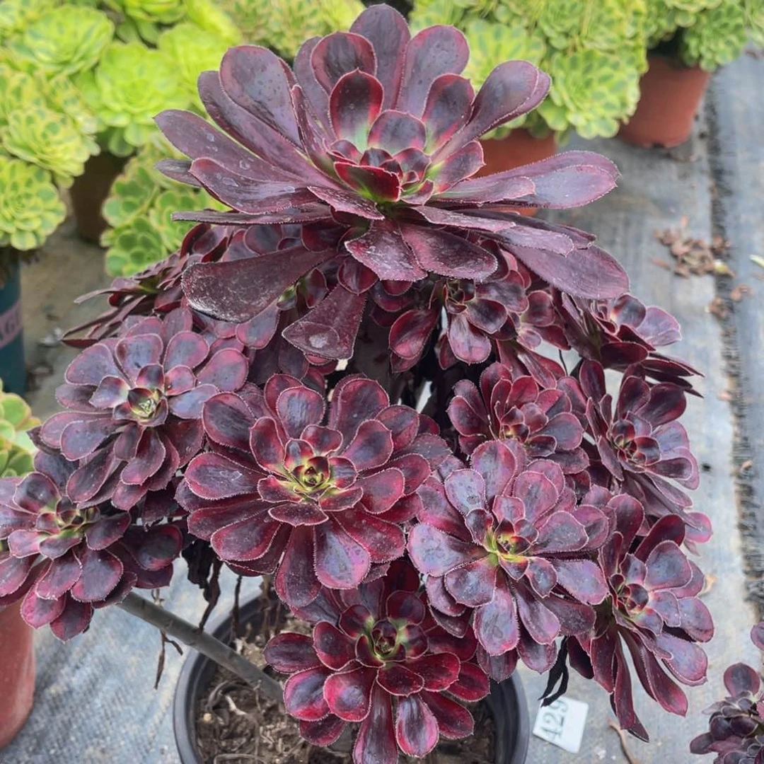 申684香奈儿精品法师多肉