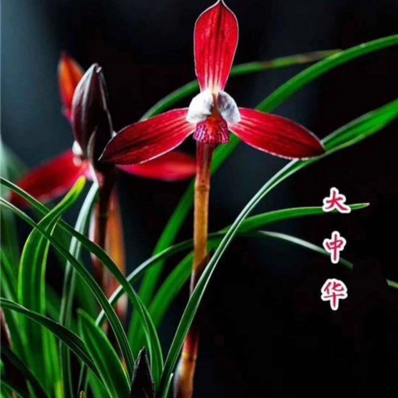 精品兰花（一物一拍）