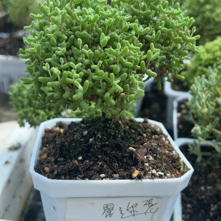 麗***迩两个金橘带盆带土发