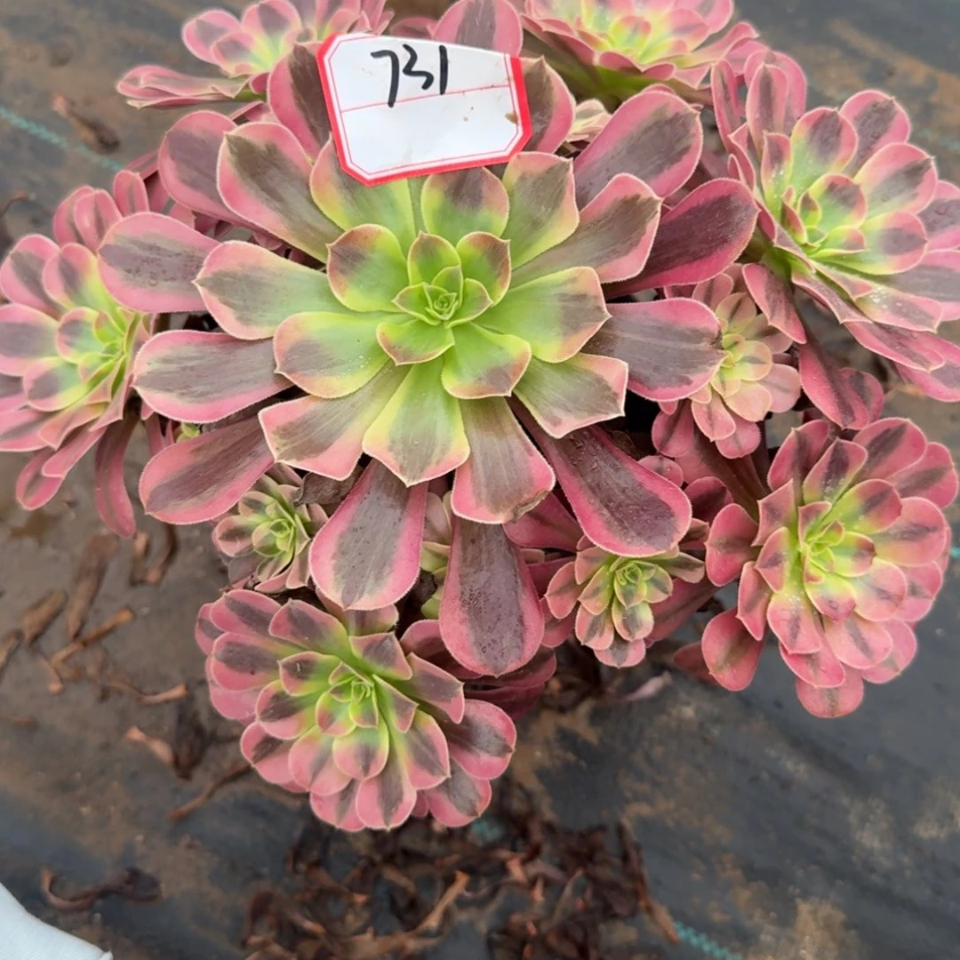 美杜莎一物一拍731