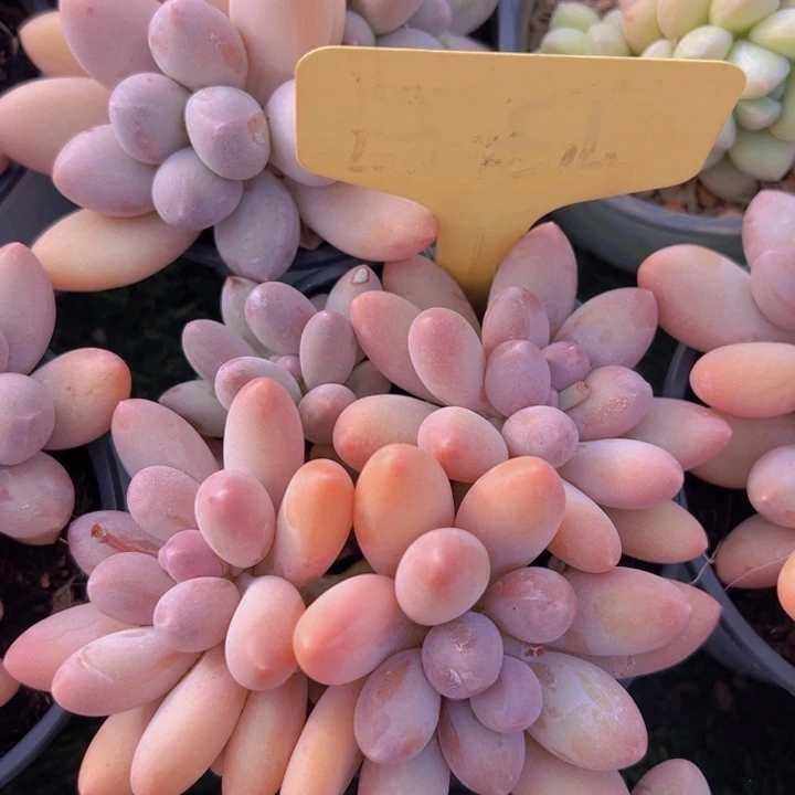 健健康康平平安安