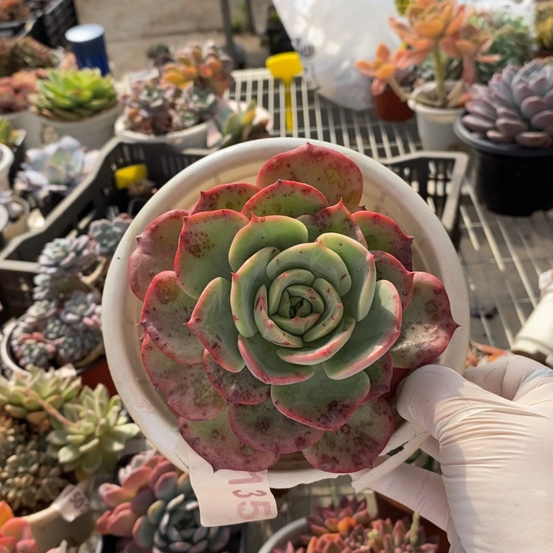 6135三文鱼一物一拍