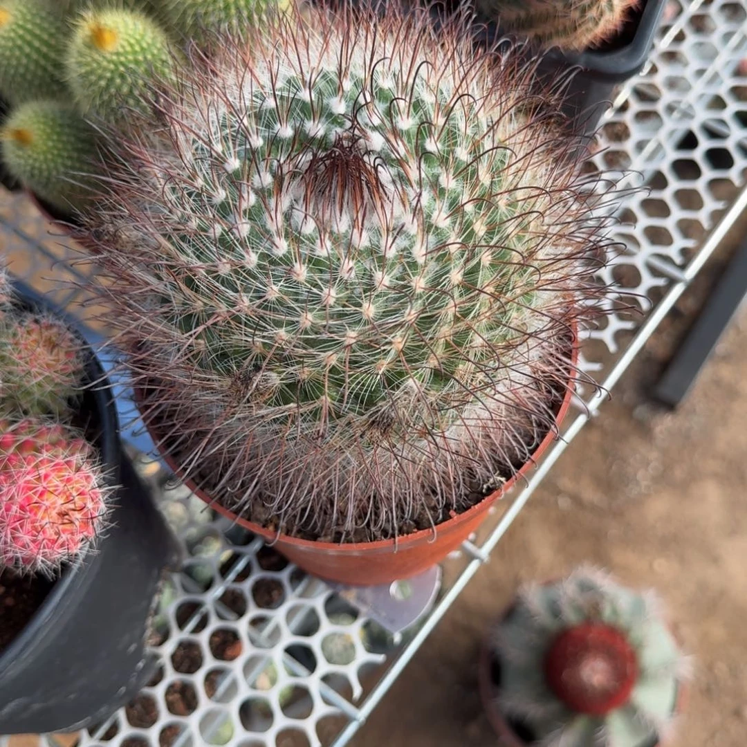 三***三可口可乐了可口可乐