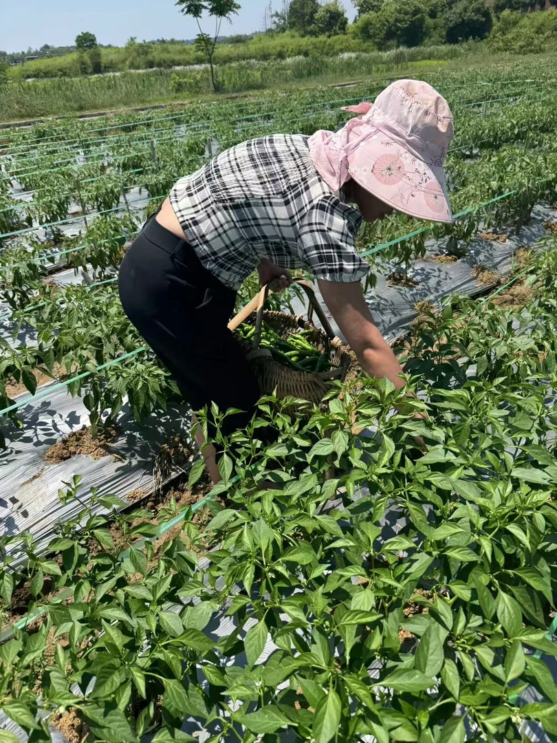 耒阳农家现摘土辣椒