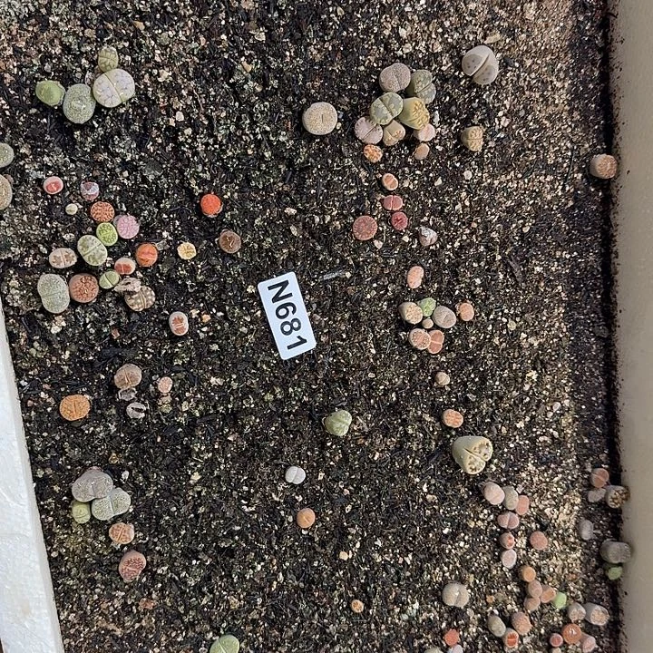 生681石花整筐脱土发货