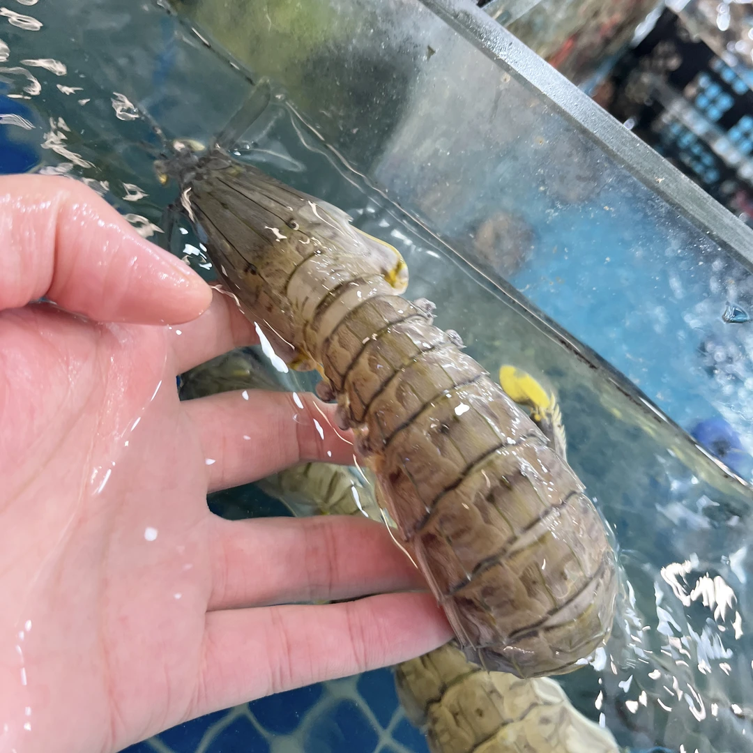 精选鲜活皮皮虾